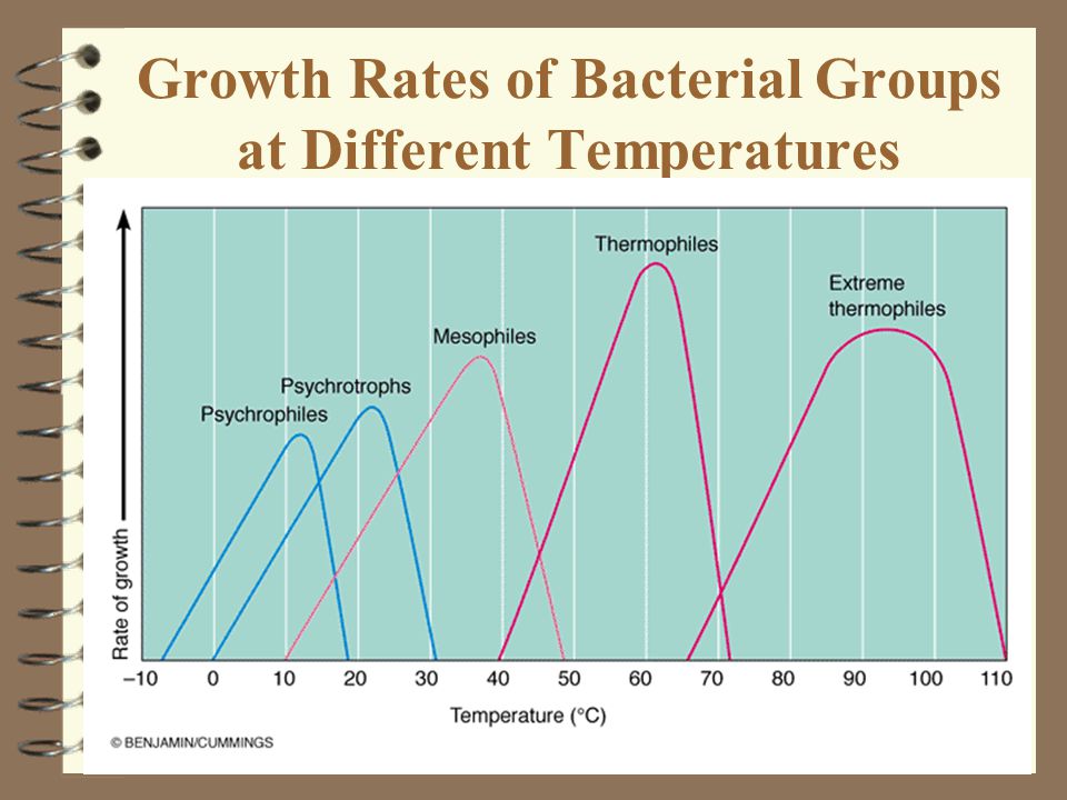 Bacterial growth rates essay
